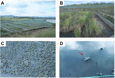 Microbial community structure dynamics of invasive bullfrog with meningitis-like infectious disease